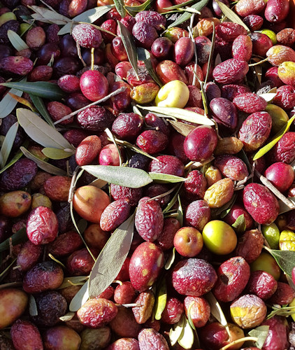 Extraction de l'huile d'olive — Wikipédia